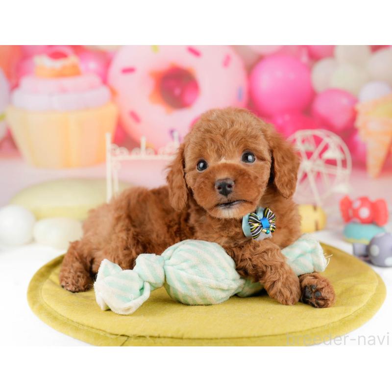 販売中の東京都のトイプードル-449868の6枚目