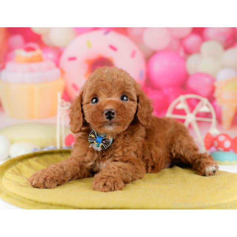 販売中の東京都のトイプードル-449868の5枚目