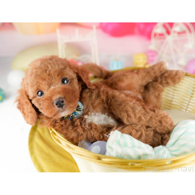 販売中の東京都のトイプードル-449868の4枚目