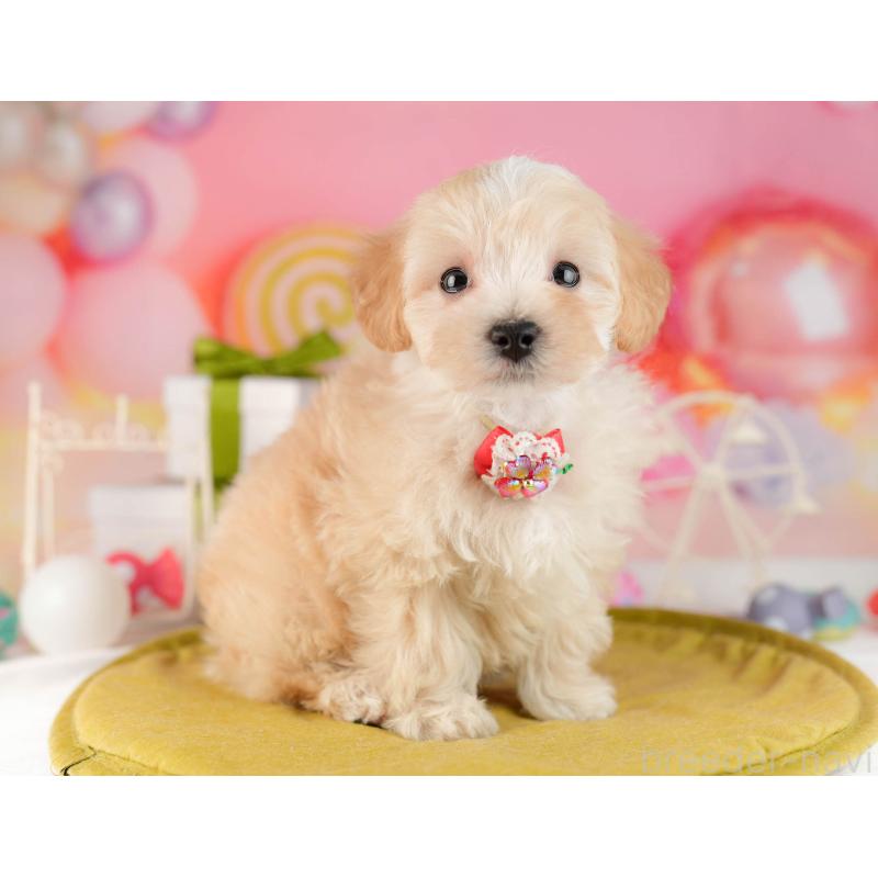 販売中の東京都のマルプー:マルチーズ×トイプードル-449873の7枚目