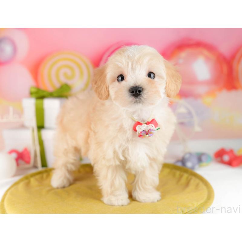 販売中の東京都のマルプー:マルチーズ×トイプードル-449873の6枚目