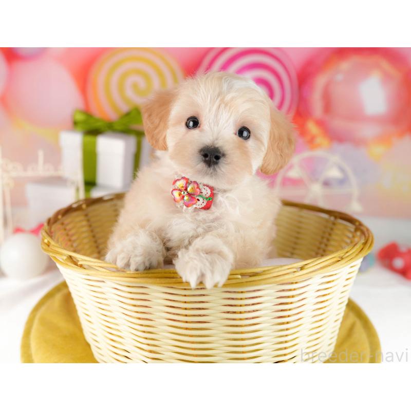 販売中の東京都のマルプー:マルチーズ×トイプードル-449873の5枚目