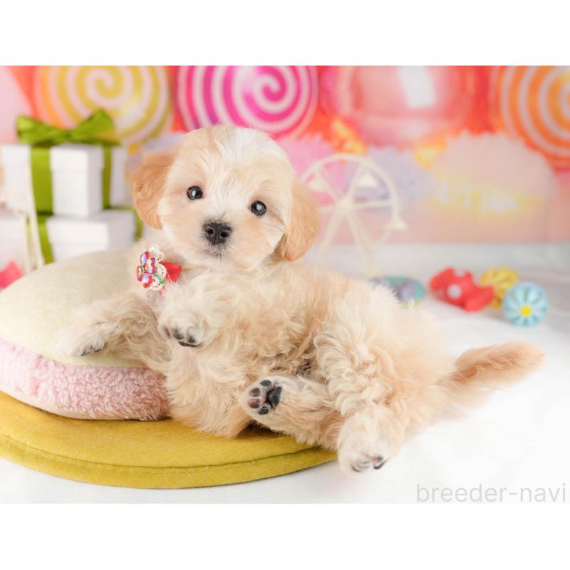 販売中の東京都のマルプー:マルチーズ×トイプードル-449873の4枚目