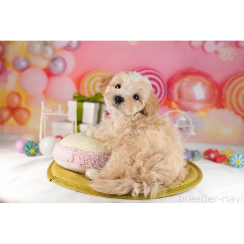 販売中の東京都のマルプー:マルチーズ×トイプードル-449873の3枚目