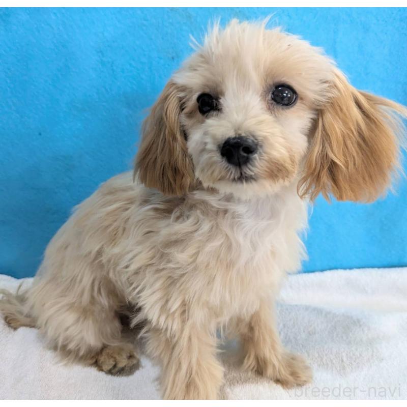 販売中の埼玉県のマルプー:マルチーズ×トイプードル-420866の11枚目