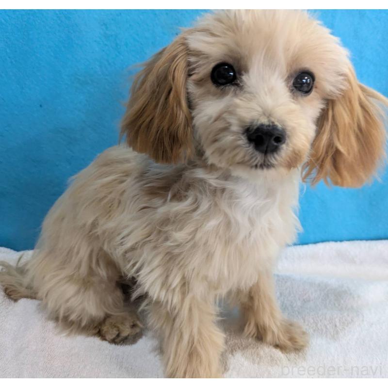 販売中の埼玉県のマルプー:マルチーズ×トイプードル-420866の10枚目