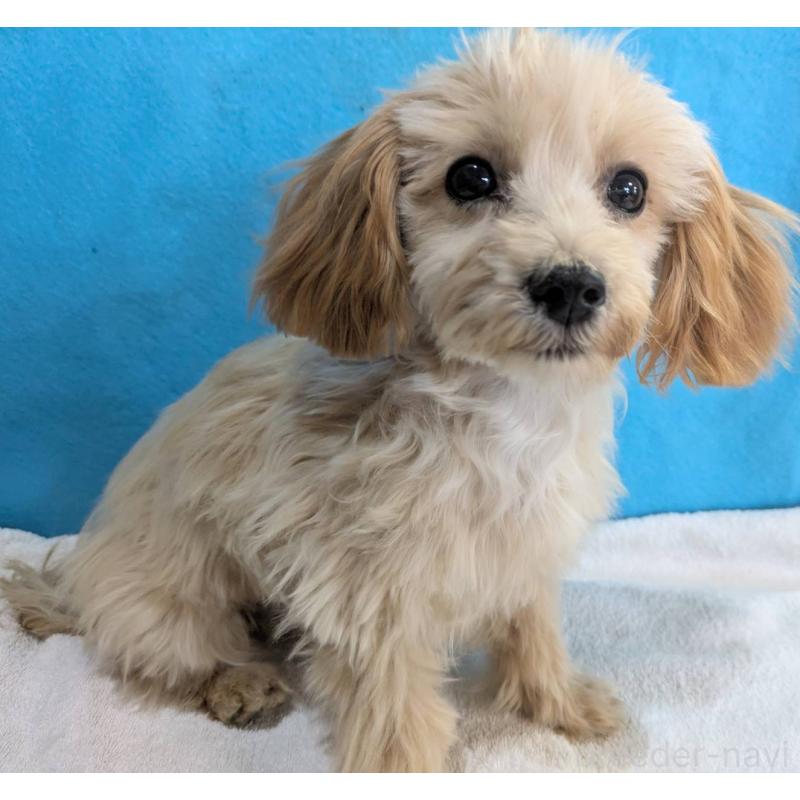 販売中の埼玉県のマルプー:マルチーズ×トイプードル-420866の9枚目