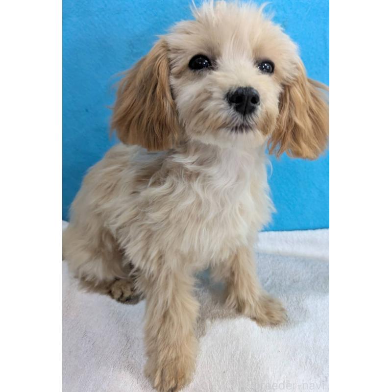 販売中の埼玉県のマルプー:マルチーズ×トイプードル-420866の8枚目