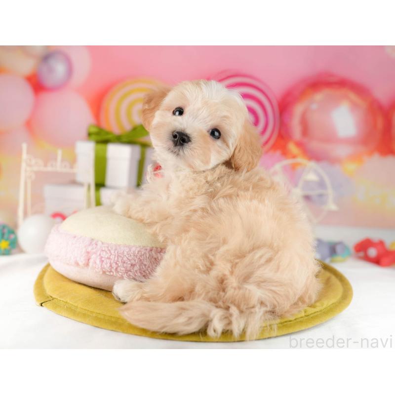 販売中の東京都のマルプー:マルチーズ×トイプードル-449877の7枚目