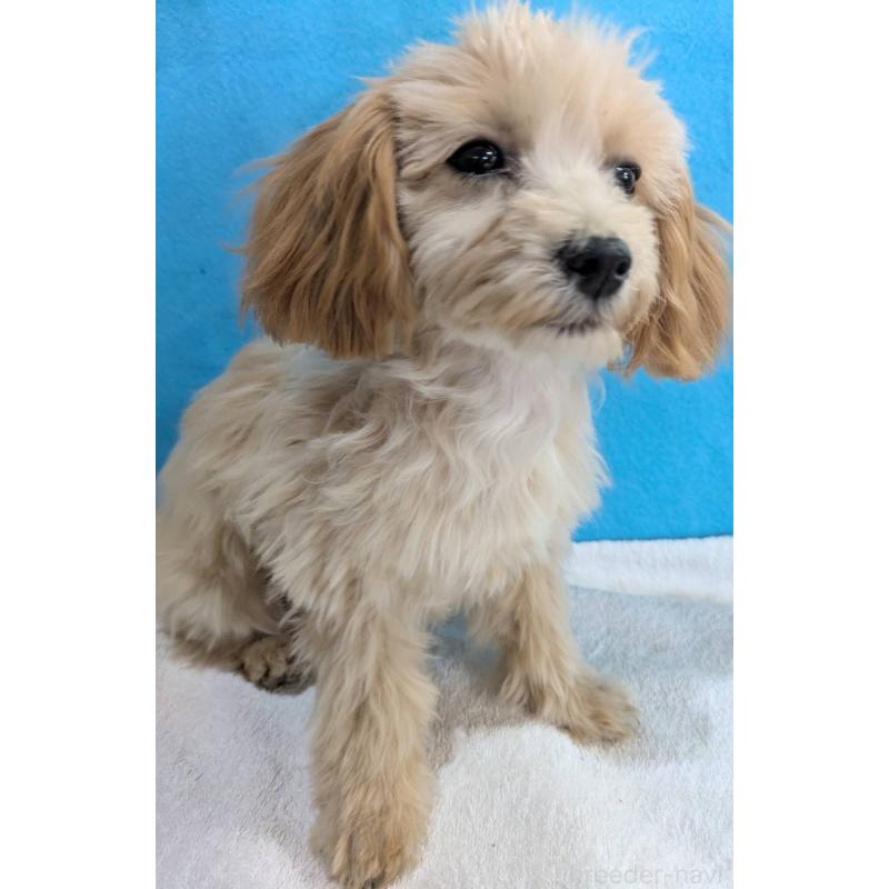 販売中の埼玉県のマルプー:マルチーズ×トイプードル-420866の6枚目