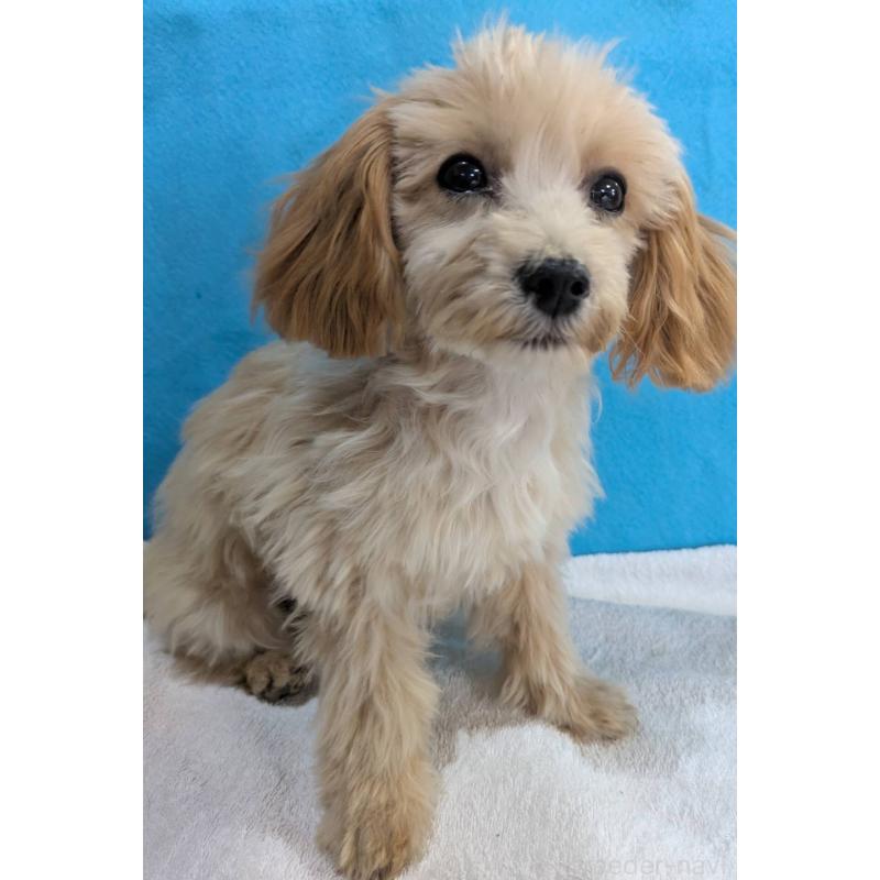 販売中の埼玉県のマルプー:マルチーズ×トイプードル-420866の5枚目