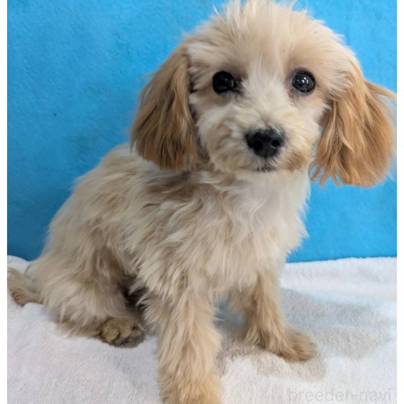 販売中の埼玉県のマルプー:マルチーズ×トイプードル-420866の4枚目