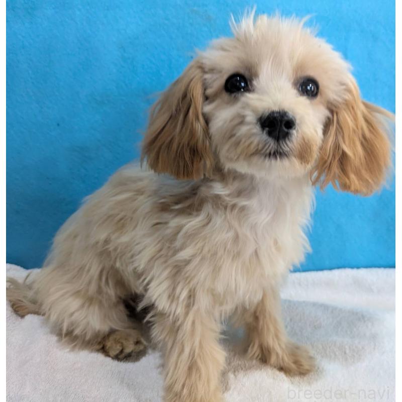 販売中の埼玉県のマルプー:マルチーズ×トイプードル-420866の3枚目