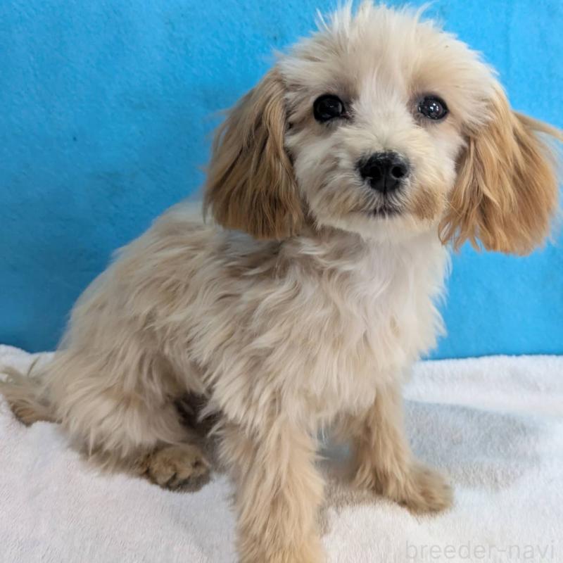 販売中の埼玉県のマルプー:マルチーズ×トイプードル-420866の2枚目