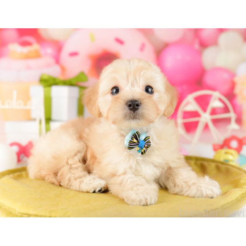 販売中の東京都のマルプー:マルチーズ×トイプードル-450526の7枚目