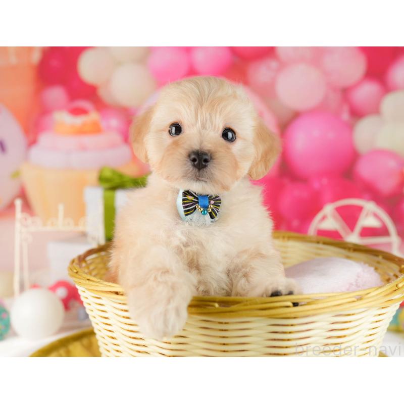 販売中の東京都のマルプー:マルチーズ×トイプードル-450526の6枚目