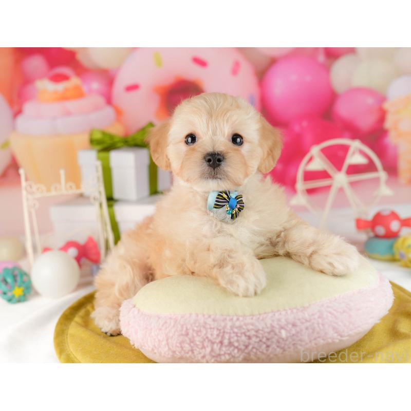 販売中の東京都のマルプー:マルチーズ×トイプードル-450526の5枚目