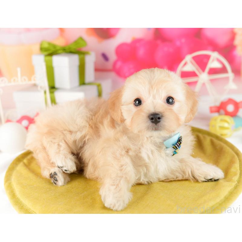 販売中の東京都のマルプー:マルチーズ×トイプードル-450526の4枚目