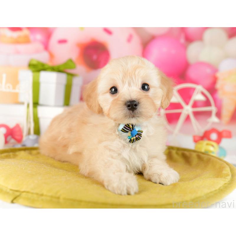 販売中の東京都のマルプー:マルチーズ×トイプードル-450526の3枚目