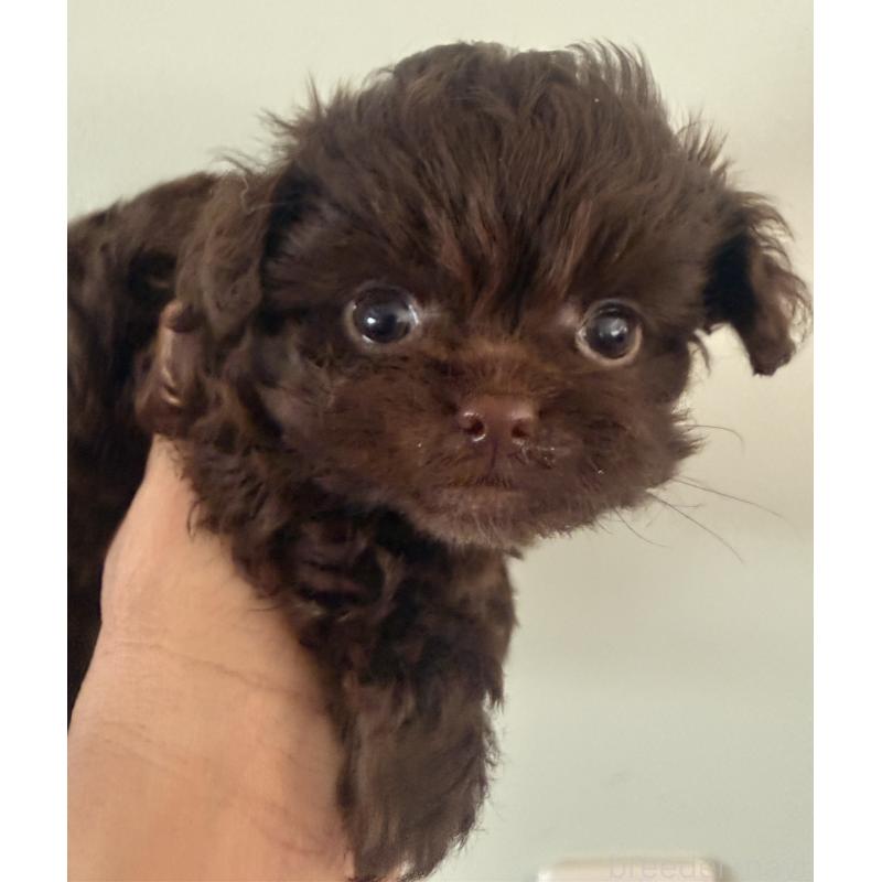 販売中の徳島県のチワプー:チワワ×トイプードル-449414の2枚目