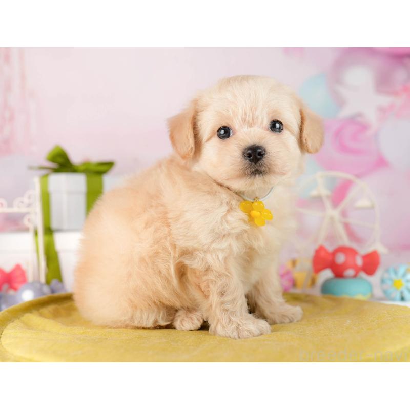 販売中の東京都のチワプー:チワワ×トイプードル-450528の7枚目