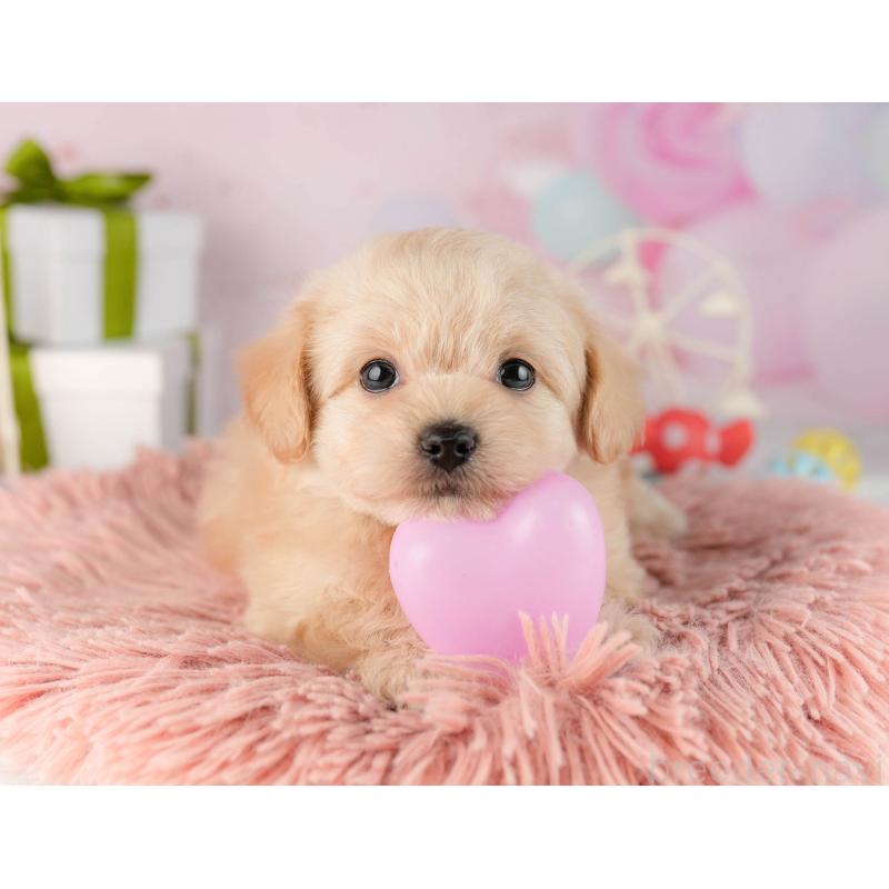 販売中の東京都のチワプー:チワワ×トイプードル-450528の6枚目