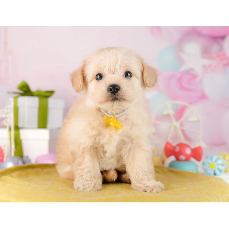 販売中の東京都のチワプー:チワワ×トイプードル-450528の5枚目