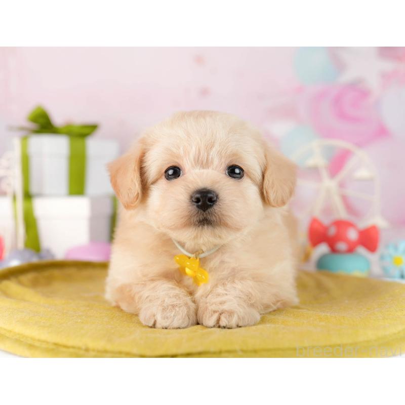 販売中の東京都のチワプー:チワワ×トイプードル-450528の4枚目