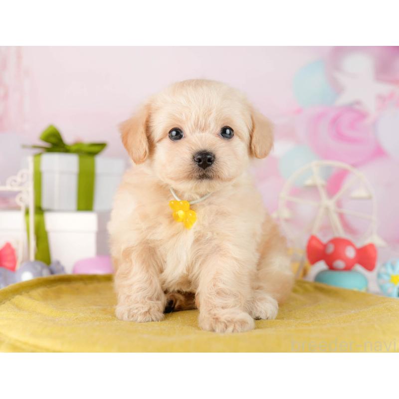 販売中の東京都のチワプー:チワワ×トイプードル-450528の3枚目