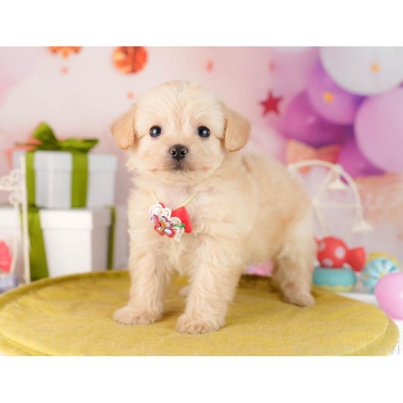 販売中の東京都のチワプー:チワワ×トイプードル-450529の8枚目