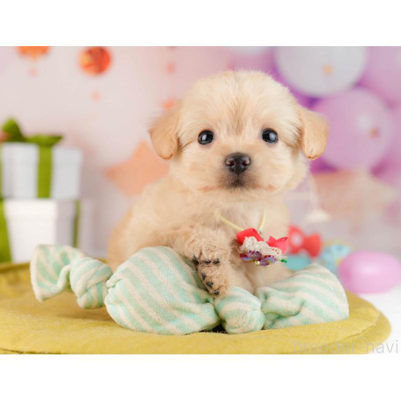 販売中の東京都のチワプー:チワワ×トイプードル-450529の7枚目