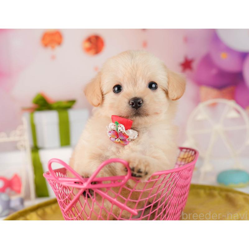 販売中の東京都のチワプー:チワワ×トイプードル-450529の6枚目