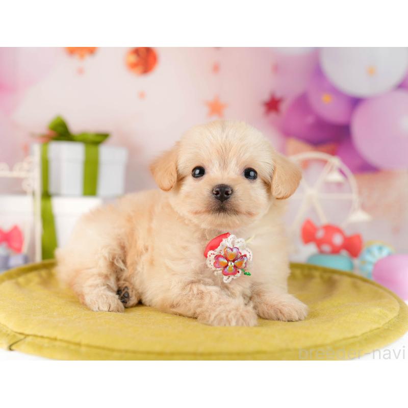 販売中の東京都のチワプー:チワワ×トイプードル-450529の5枚目