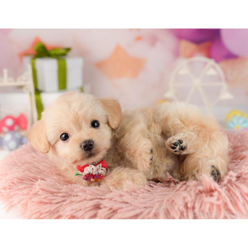 販売中の東京都のチワプー:チワワ×トイプードル-450529の4枚目