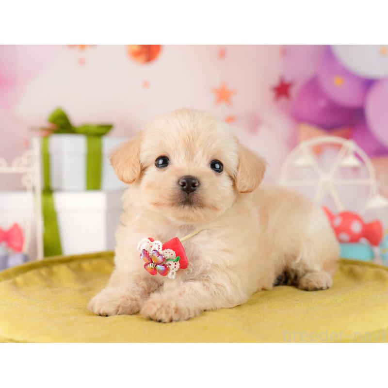 販売中の東京都のチワプー:チワワ×トイプードル-450529の3枚目