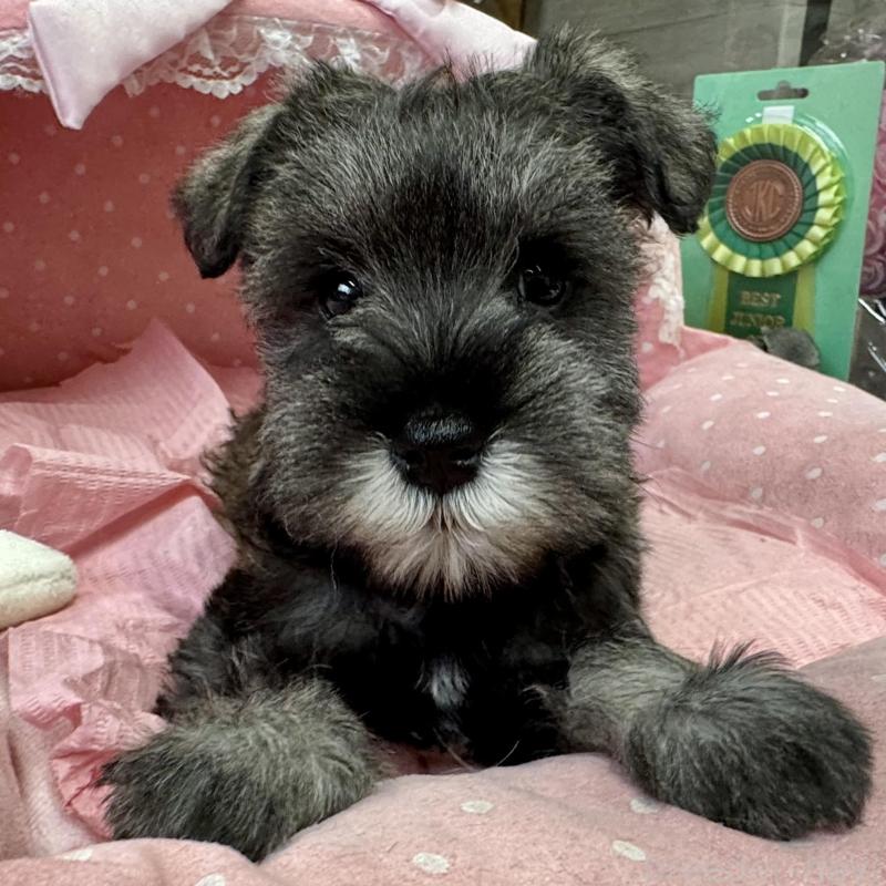 成約済の大阪府のミニチュアシュナウザー-449415の1枚目