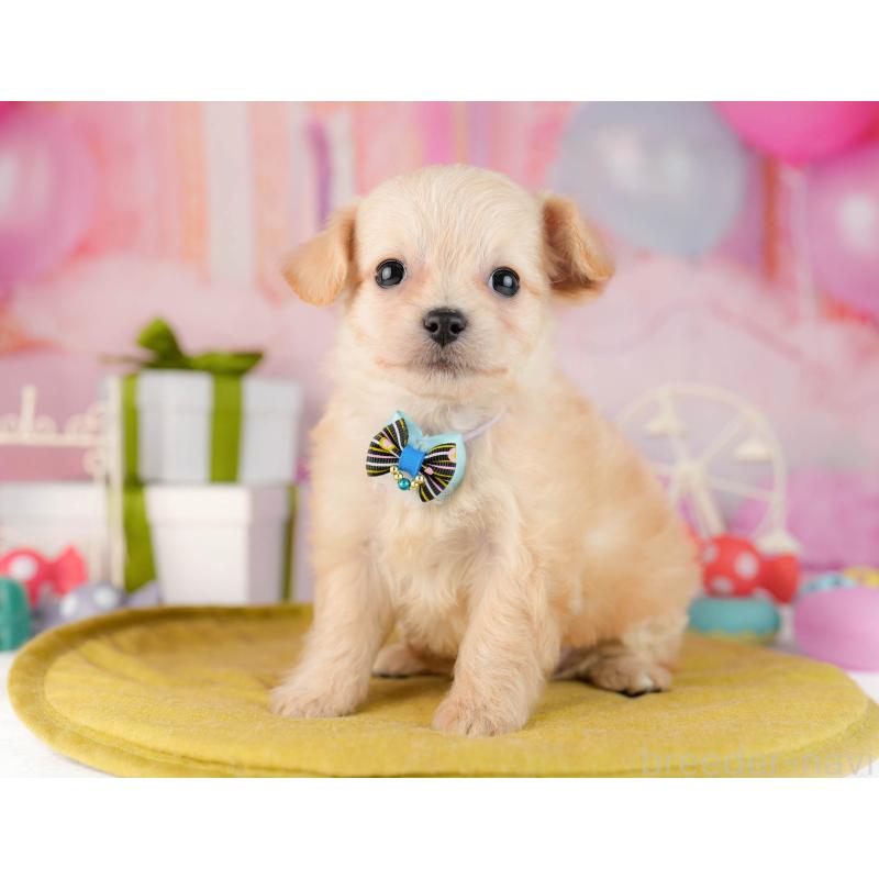 販売中の東京都のチワプー:チワワ×トイプードル-450537の8枚目