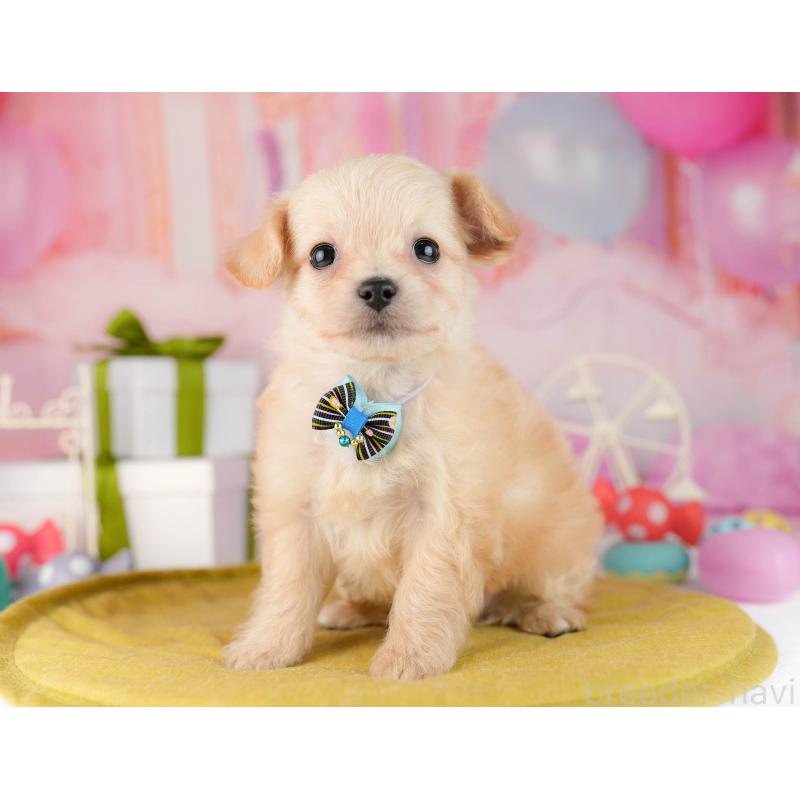 販売中の東京都のチワプー:チワワ×トイプードル-450537の7枚目