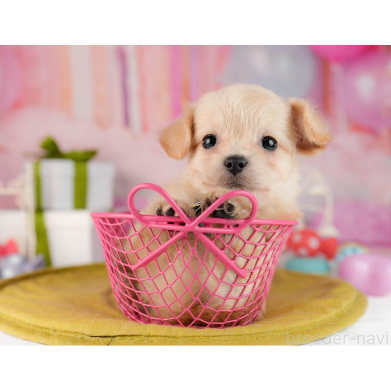 販売中の東京都のチワプー:チワワ×トイプードル-450537の6枚目