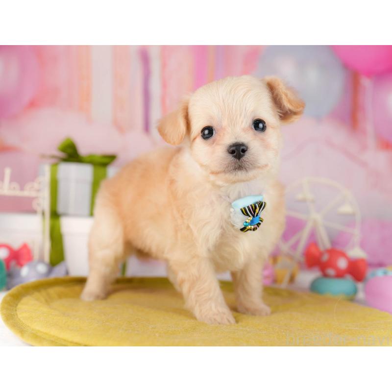 販売中の東京都のチワプー:チワワ×トイプードル-450537の4枚目