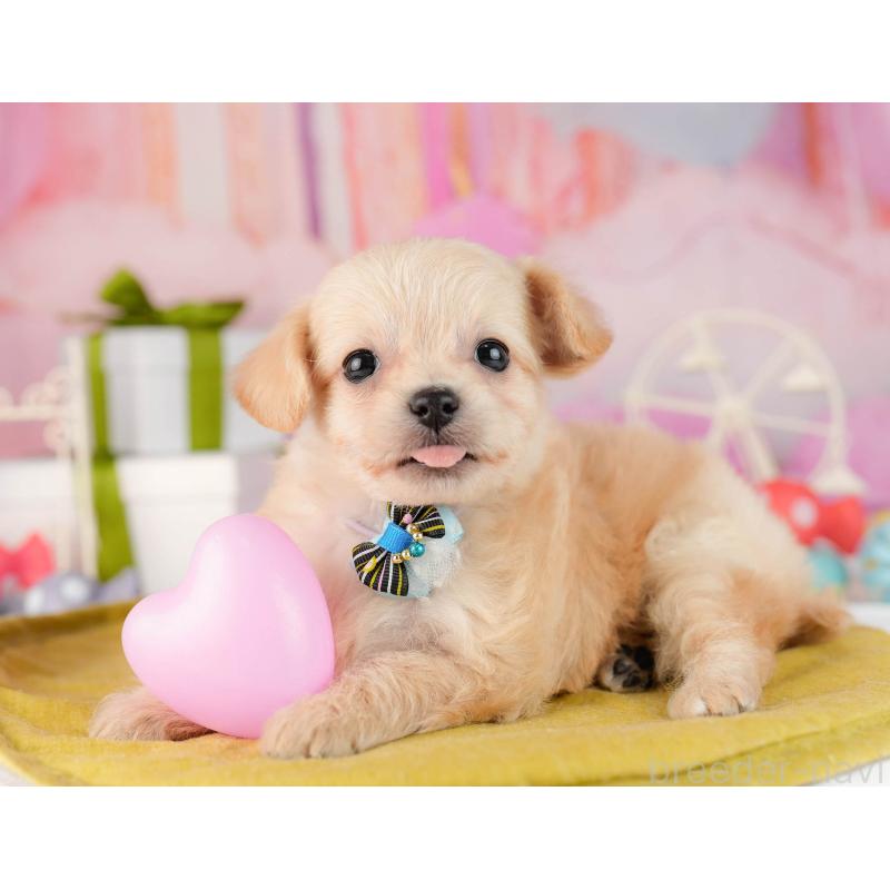 販売中の東京都のチワプー:チワワ×トイプードル-450537の3枚目