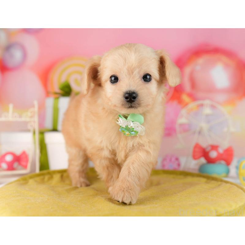 販売中の東京都のチワプー:チワワ×トイプードル-449872の7枚目