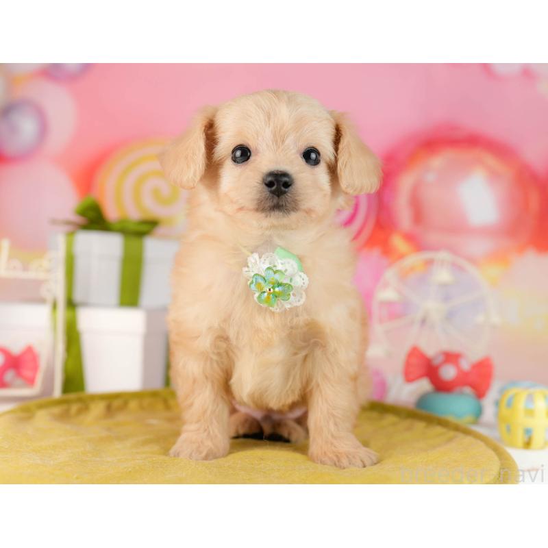 販売中の東京都のチワプー:チワワ×トイプードル-449872の6枚目