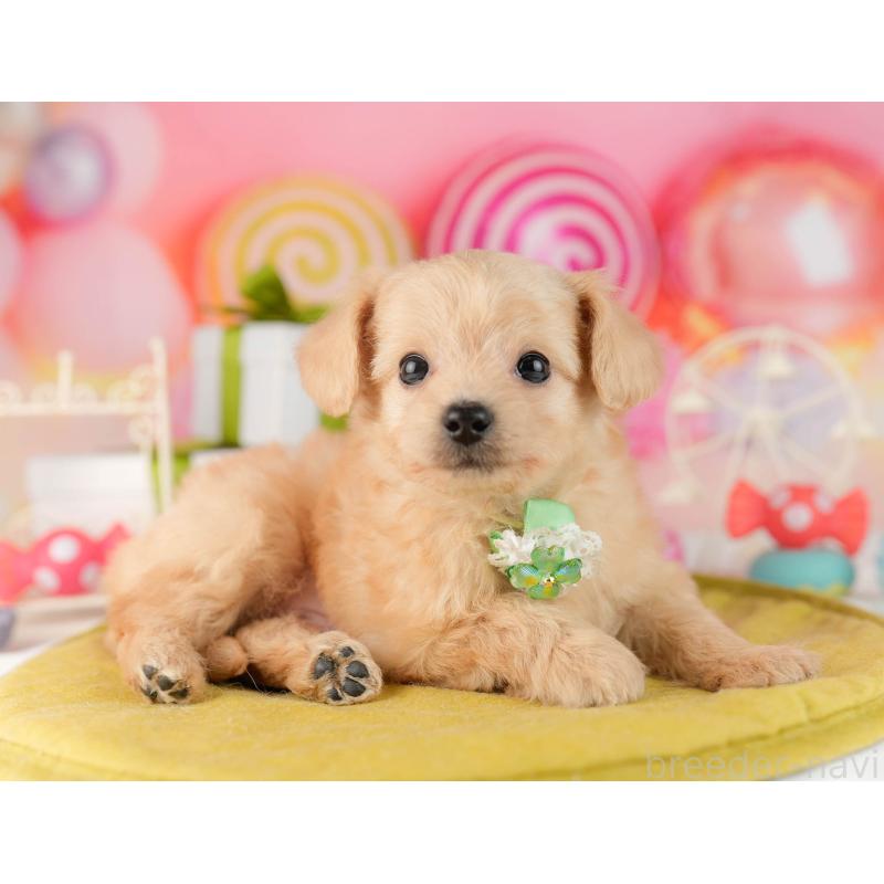 販売中の東京都のチワプー:チワワ×トイプードル-449872の4枚目