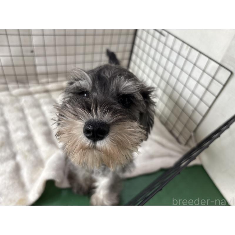 販売中の東京都のミニチュアシュナウザー-440062の7枚目