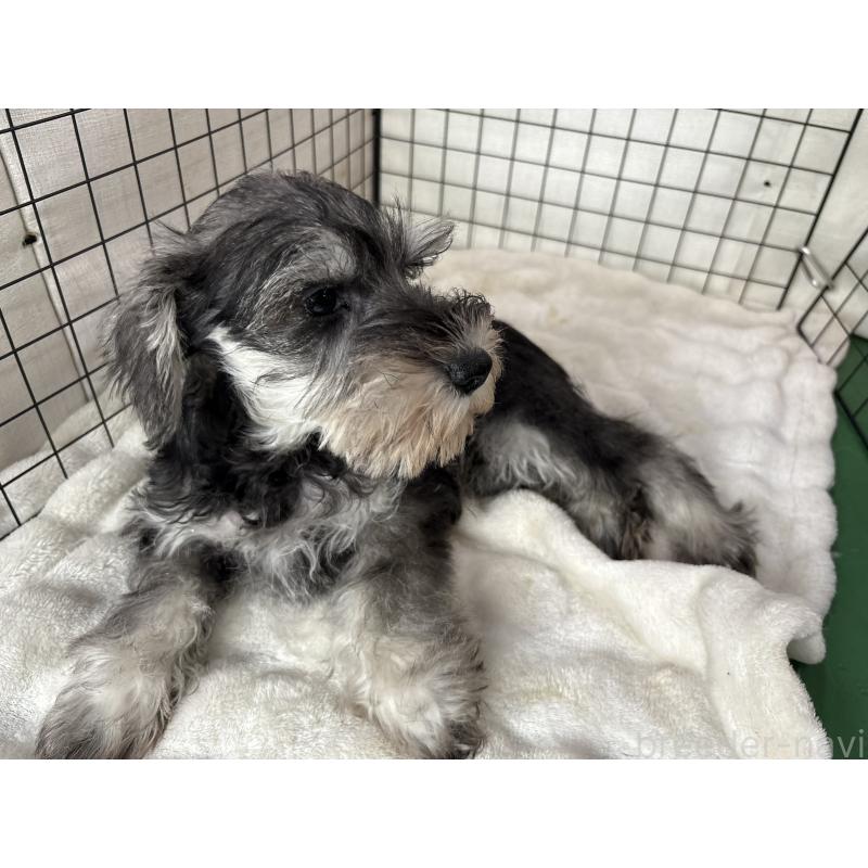 販売中の東京都のミニチュアシュナウザー-440062の6枚目