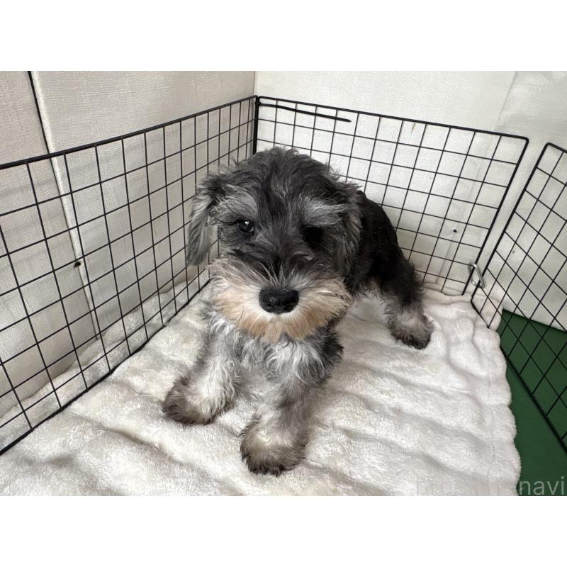 販売中の東京都のミニチュアシュナウザー-440062の5枚目