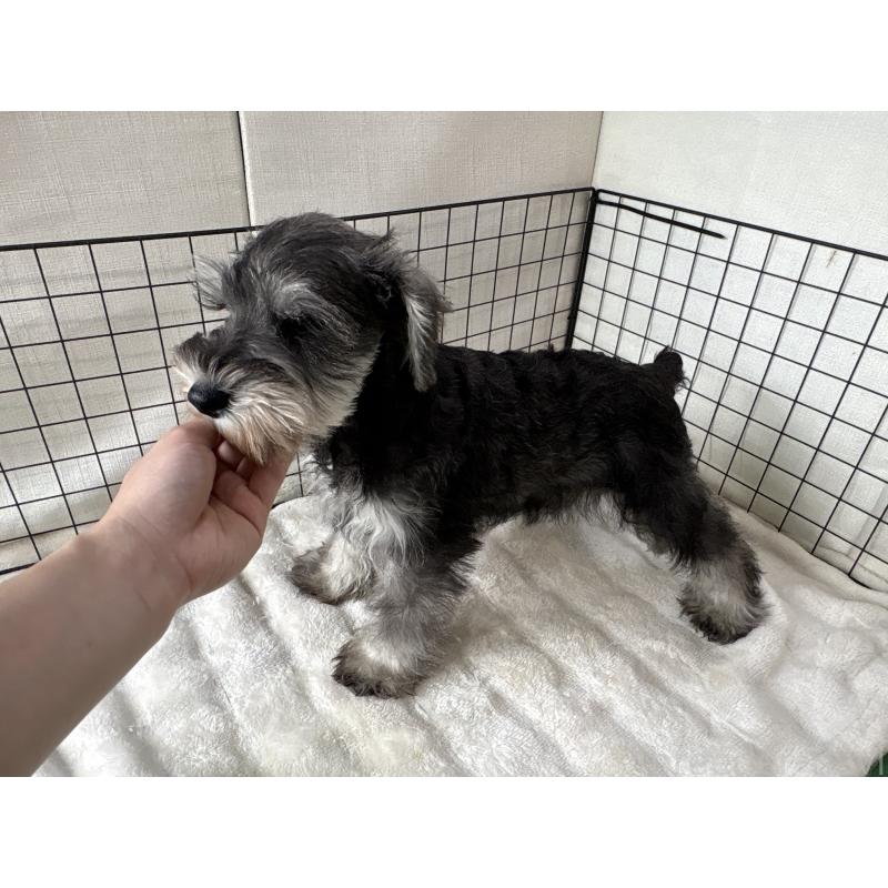 販売中の東京都のミニチュアシュナウザー-440062の4枚目