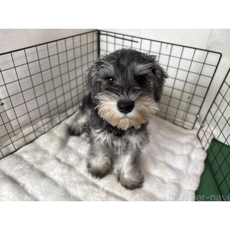 販売中の東京都のミニチュアシュナウザー-440062の3枚目
