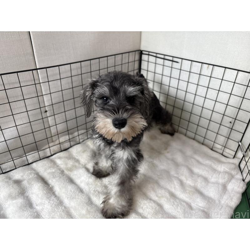 販売中の東京都のミニチュアシュナウザー-440062の2枚目